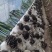 冬季黑平菇菌棒一棒4.5斤左拿回去3-5天即可出菇