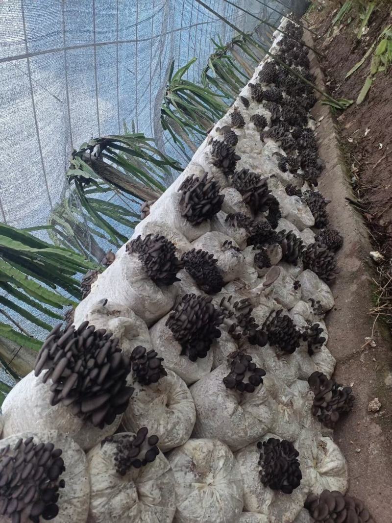 冬季黑平菇菌棒一棒4.5斤左拿回去3-5天即可出菇