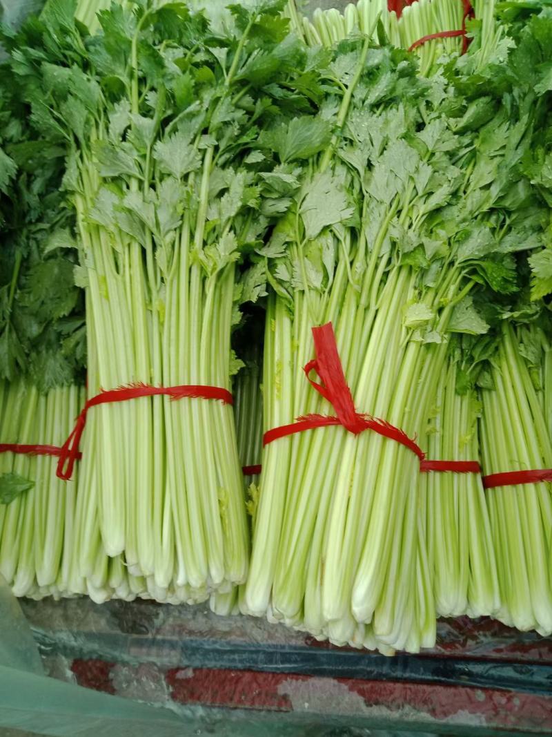 山东沂南优质细棵玻璃脆小西芹种植基地量大从优货源充足