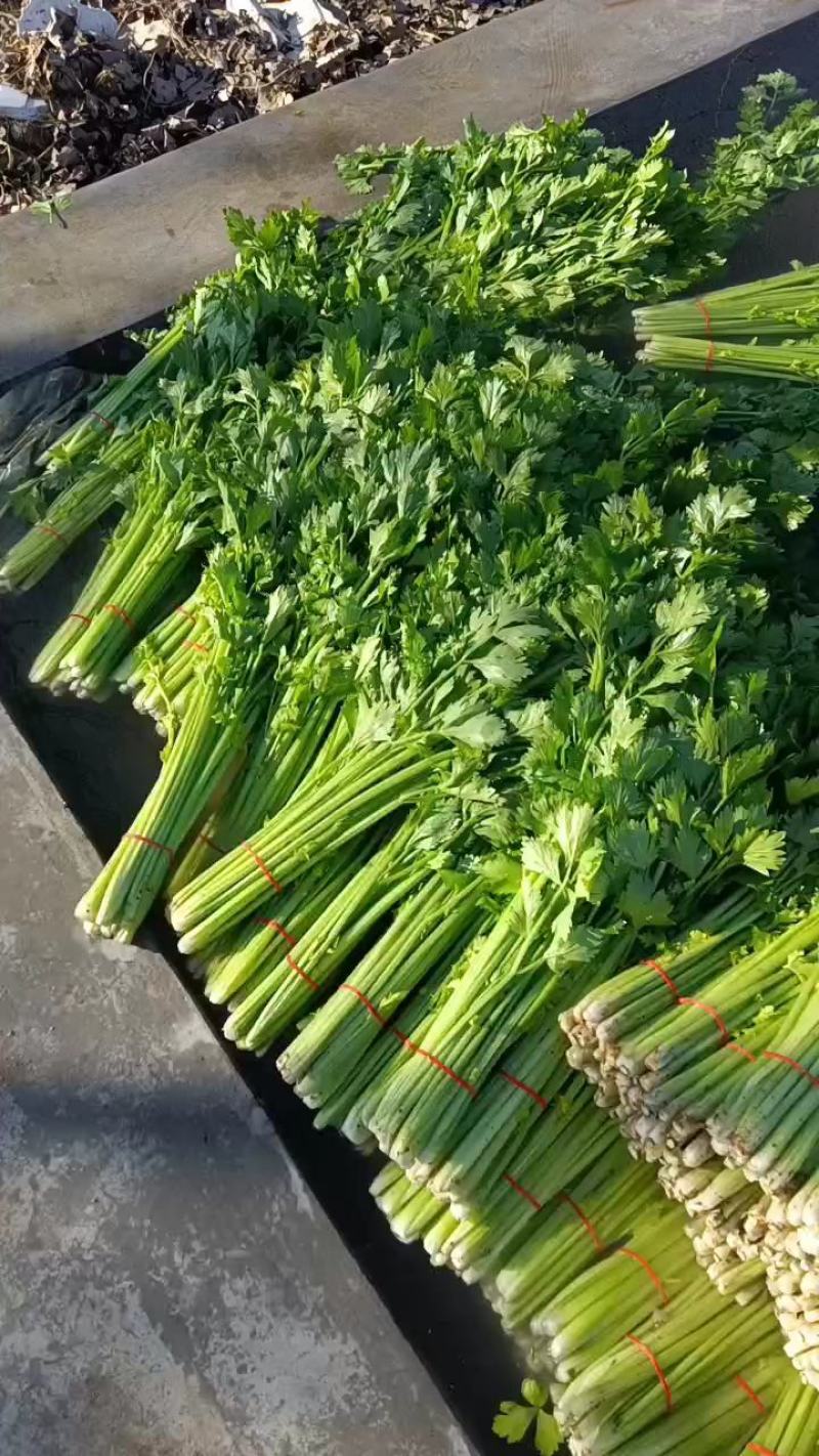 山东沂南优质细棵玻璃脆小西芹种植基地量大从优货源充足