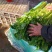 山东沂南优质细棵玻璃脆小西芹种植基地量大从优货源充足