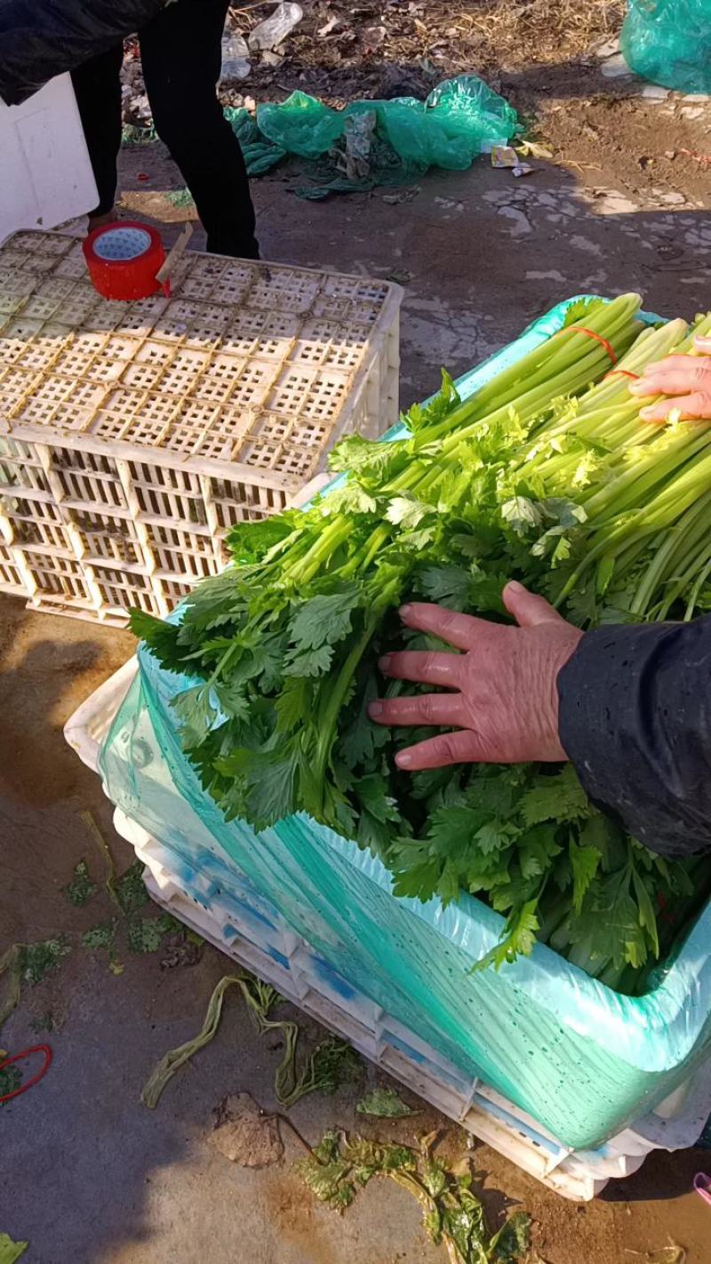 山东沂南优质细棵玻璃脆小西芹种植基地量大从优货源充足