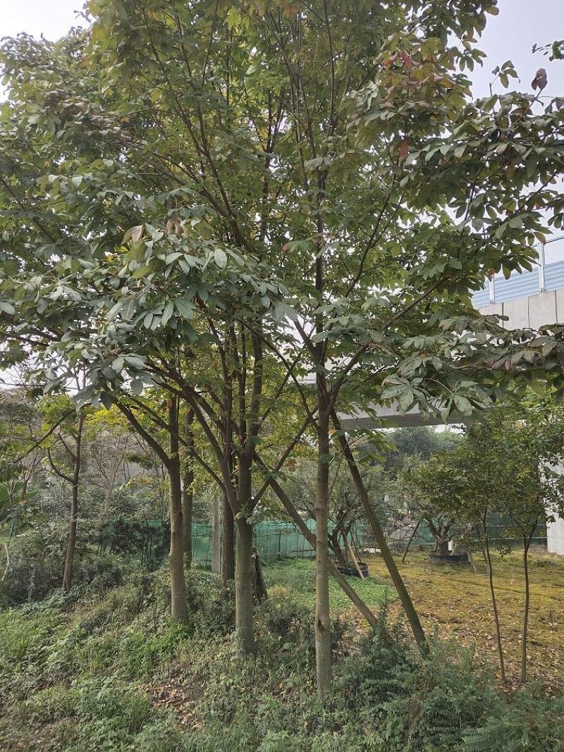 七叶树，七叶树基地，四川七叶树价格，成都七叶树批发