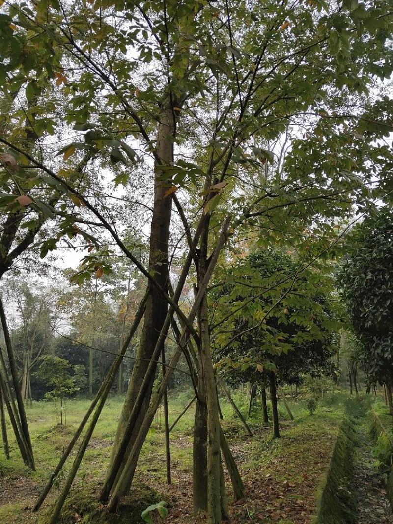 七叶树，七叶树基地，四川七叶树价格，成都七叶树批发