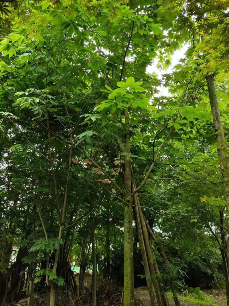 七叶树，七叶树基地，四川七叶树价格，成都七叶树批发
