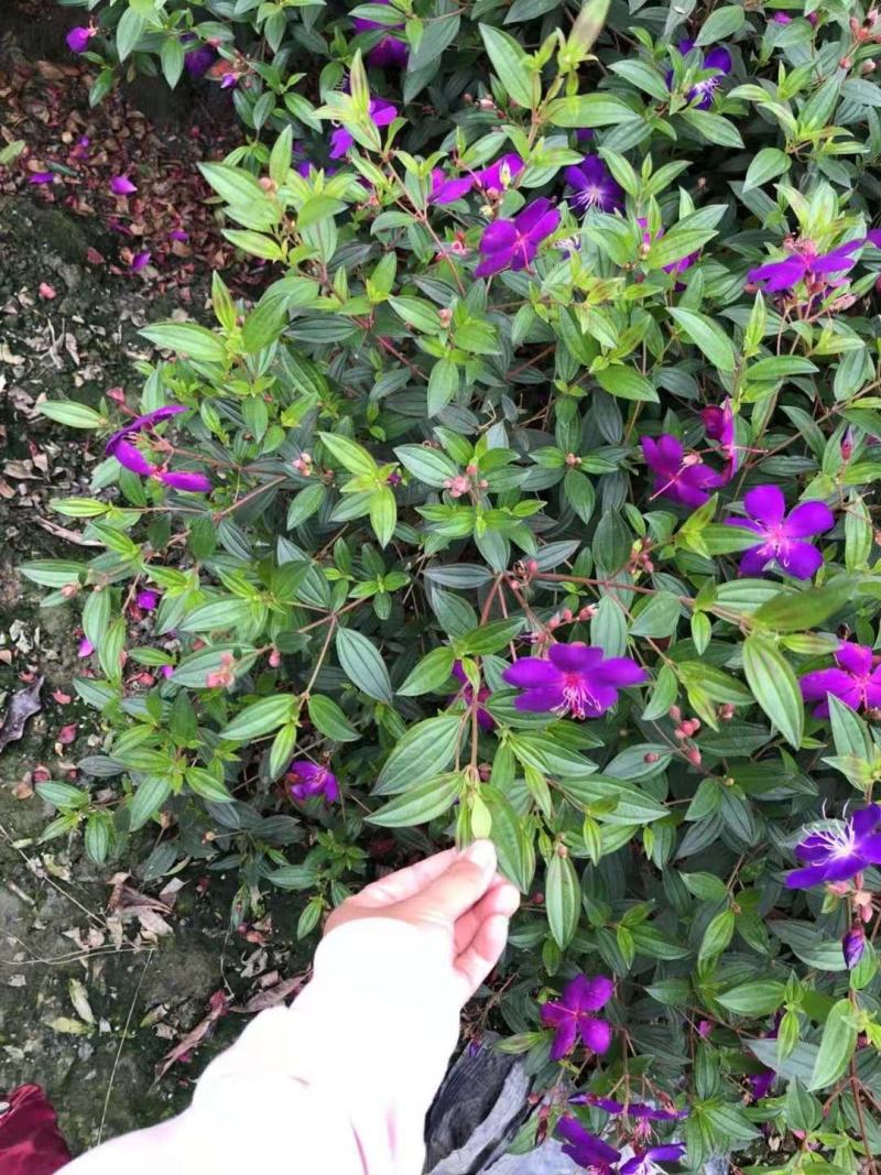 紫牡丹，巴西野牡丹，紫牡丹基地，紫牡丹价格成都紫牡批发