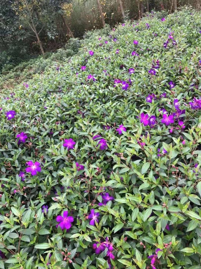 紫牡丹，巴西野牡丹，紫牡丹基地，紫牡丹价格成都紫牡批发