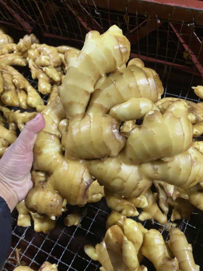生姜圆头姜（现货供应）烘干姜。鲜姜。红丫姜