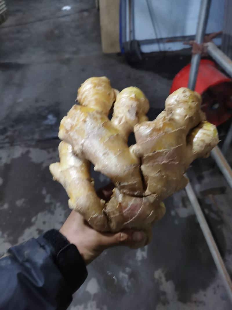 生姜圆头姜（现货供应）烘干姜。鲜姜。红丫姜
