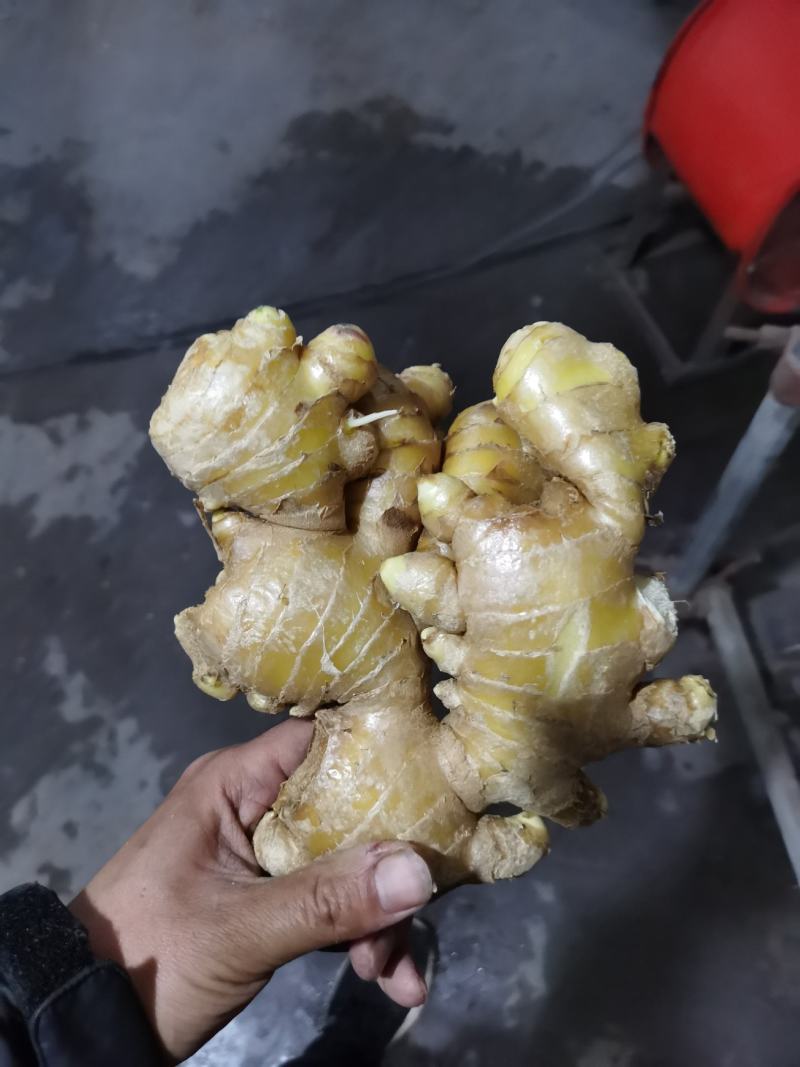 生姜圆头姜（现货供应）烘干姜。鲜姜。红丫姜