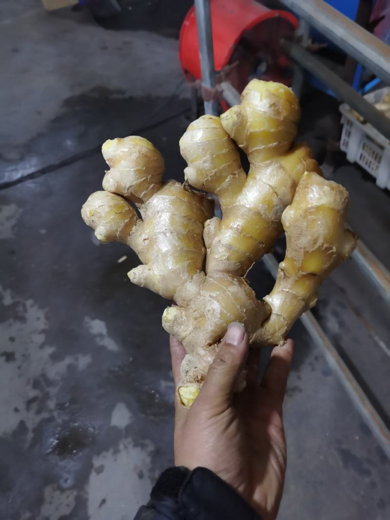 生姜圆头姜（现货供应）烘干姜。鲜姜。红丫姜