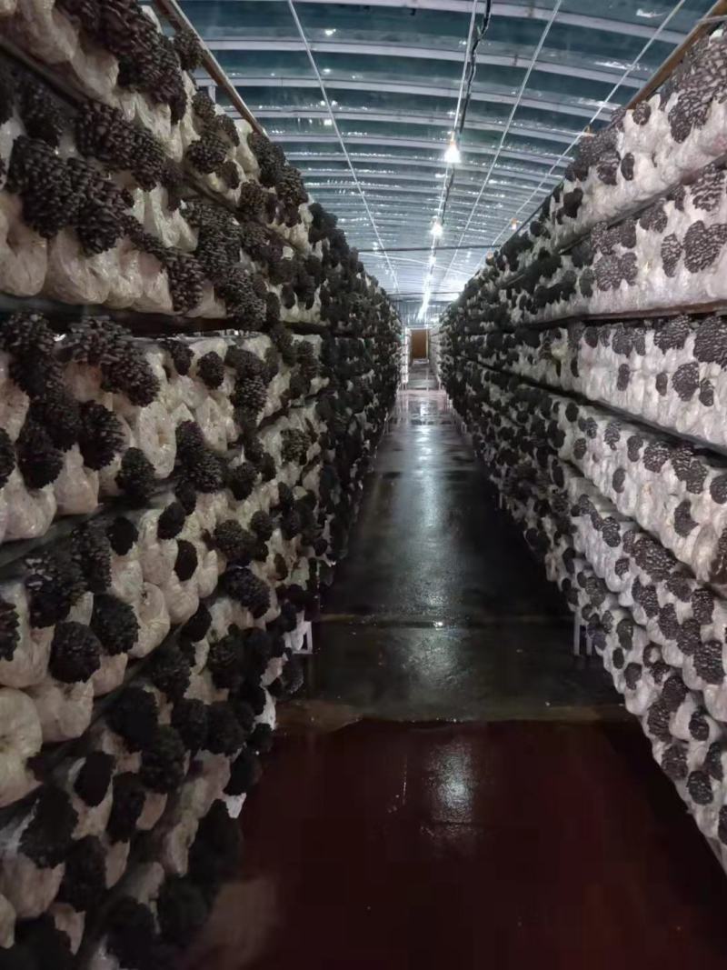 平菇菌棒平菇菌包可地栽高产出菇菌包划口既出