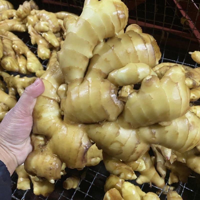 生姜圆头姜（现货供应）烘干姜。鲜姜。红丫姜