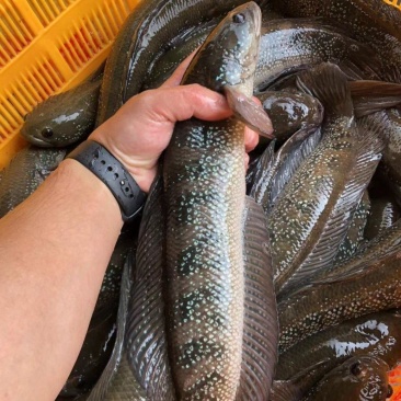 七星鱼批发，全年供应，质量稳定，期待与你合作共赢