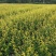 金禾女贞，柠檬女贞，女贞基地，金禾女贞价格，成都金禾女贞