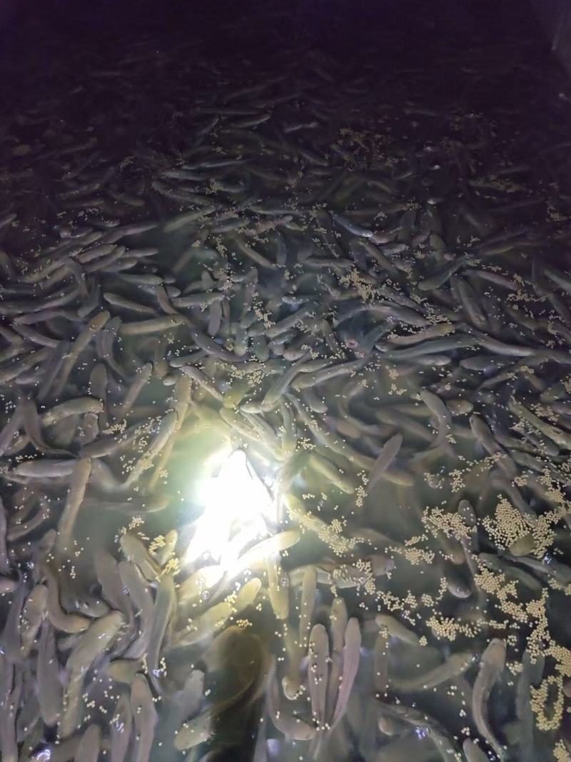 七星鱼批发，全年供应，质量稳定，期待与你合作共赢