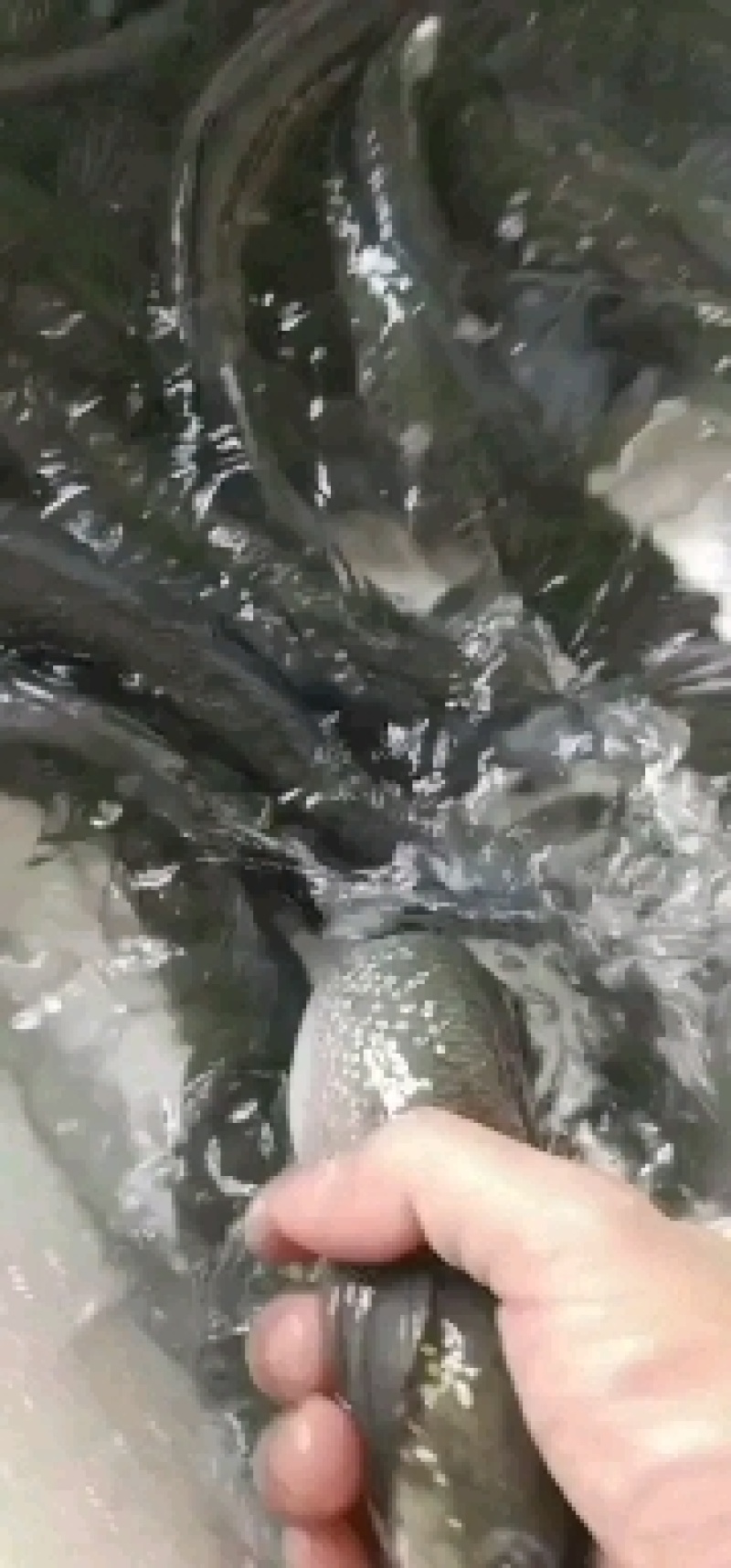 七星鱼批发，全年供应，质量稳定，期待与你合作共赢