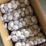 金乡大蒜加工厂，4.5，5.0，5.5，6.0规格。