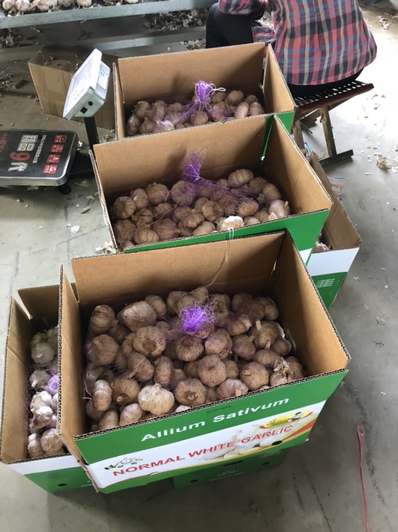 金乡大蒜加工厂，4.5，5.0，5.5，6.0规格。