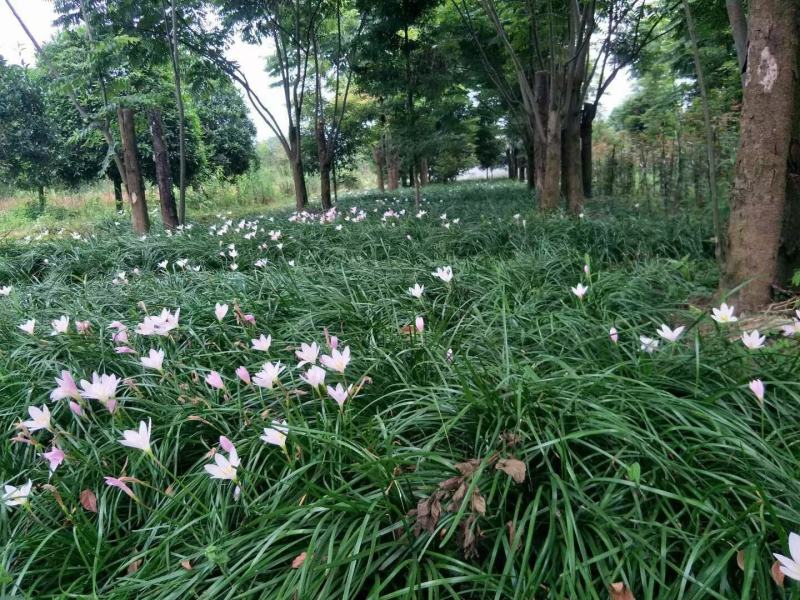 葱兰，葱莲，玉帘，葱兰基地，四川葱兰价格，成都葱兰批发