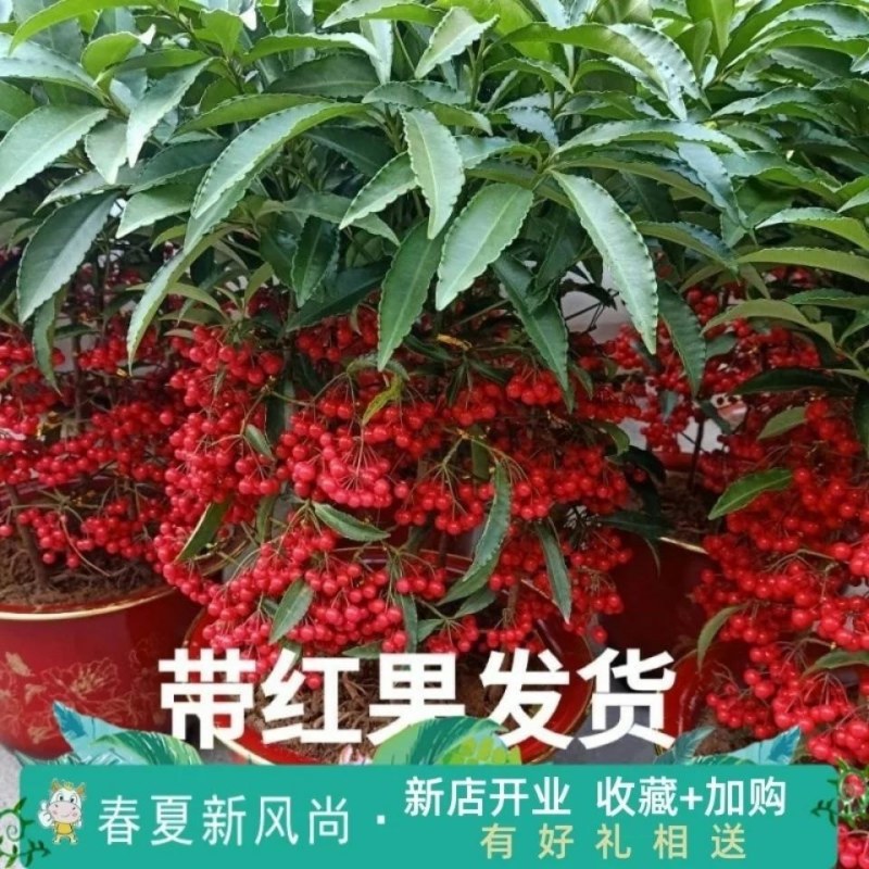 富贵籽盆栽耐寒金玉满堂黄金万两红凉伞带果发货腰缠万贯花卉