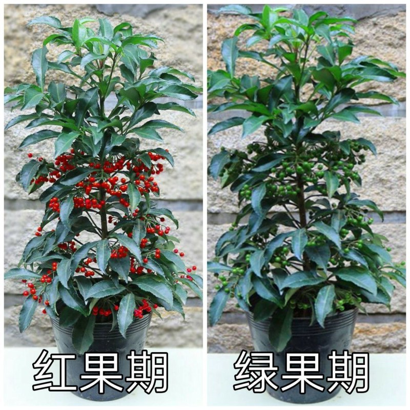 富贵籽盆栽耐寒金玉满堂黄金万两红凉伞带果发货腰缠万贯花卉