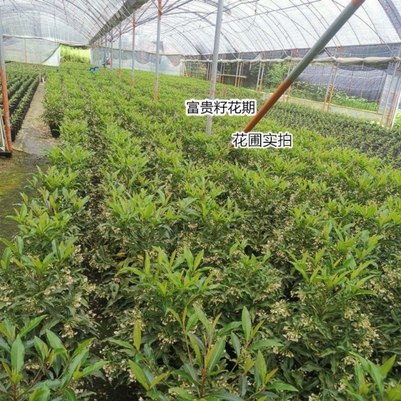 富贵籽盆栽耐寒金玉满堂黄金万两红凉伞带果发货腰缠万贯花卉