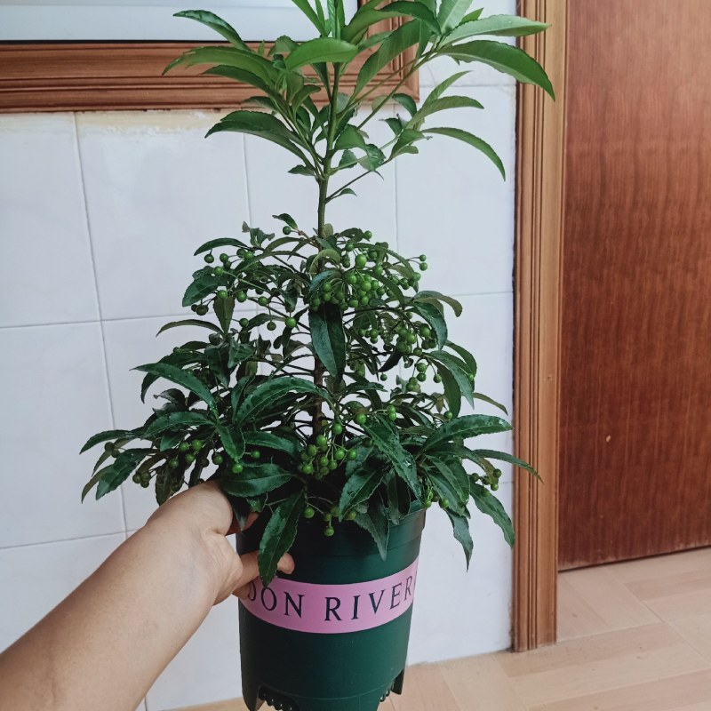 富贵籽盆栽耐寒金玉满堂黄金万两红凉伞带果发货腰缠万贯花卉
