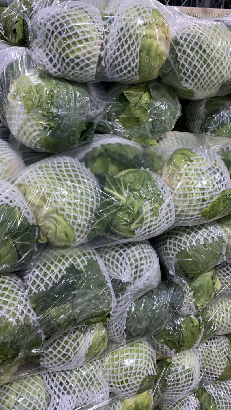 【牛商推荐】新鲜绿甘蓝青甘蓝包白菜大包菜包心菜直销直发