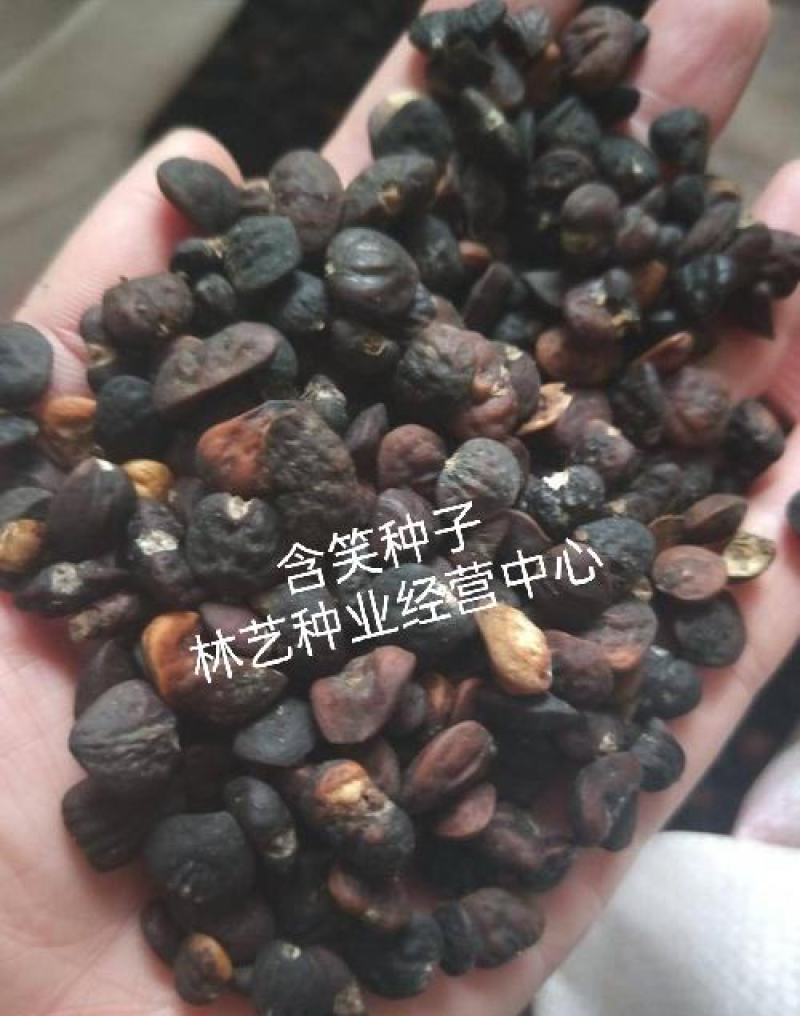 含笑树种子深山含笑种子又名含笑花种子乐昌含笑种子