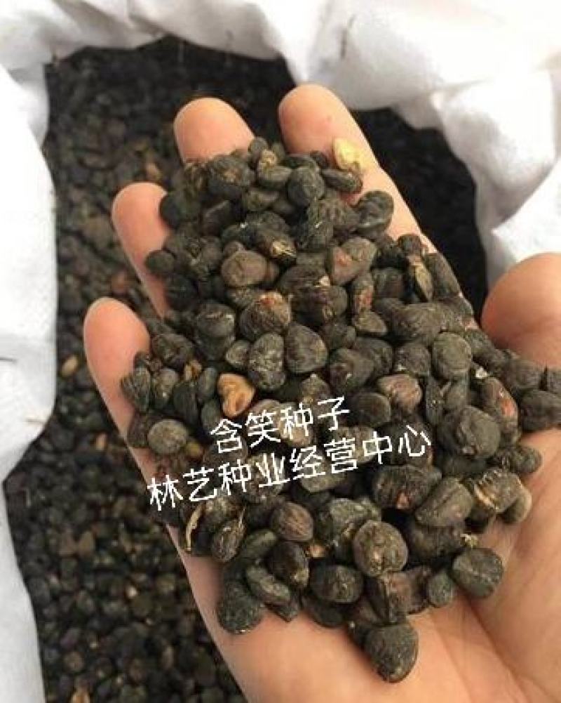 含笑树种子深山含笑种子又名含笑花种子乐昌含笑种子
