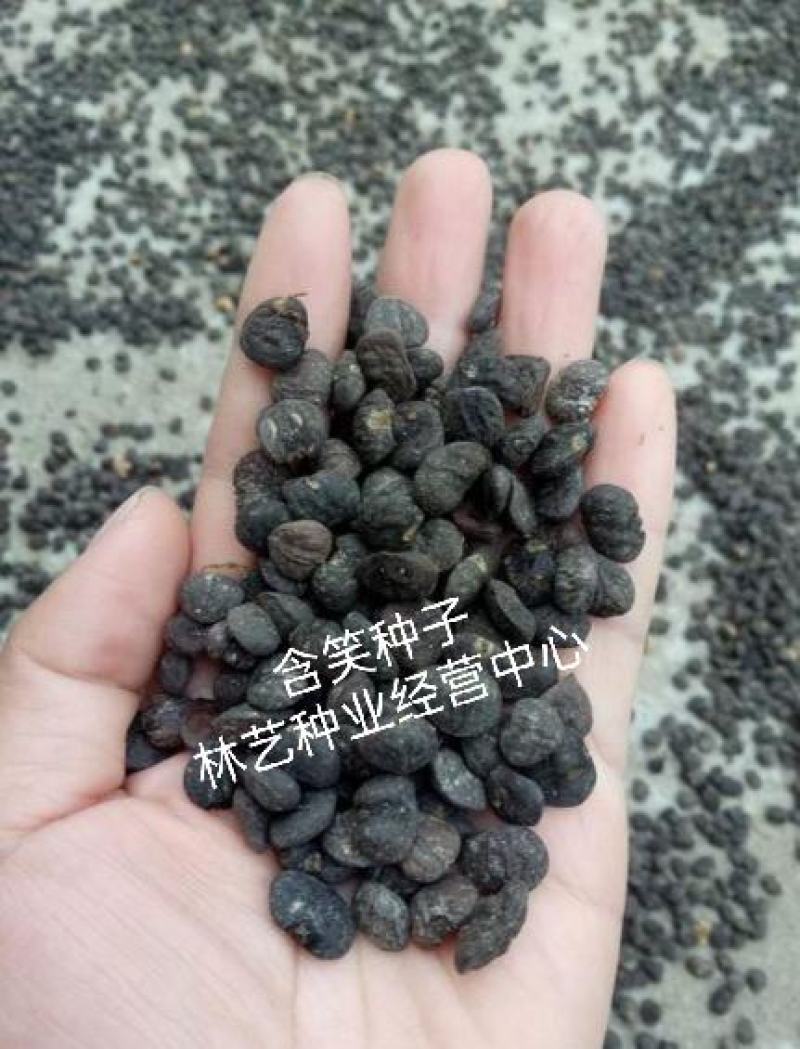 含笑树种子深山含笑种子又名含笑花种子乐昌含笑种子