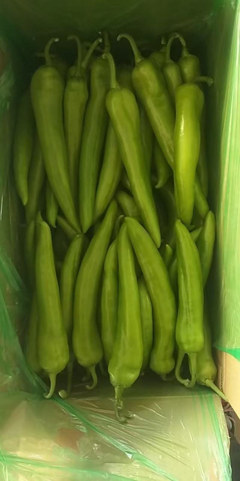 热销精品鲜辣椒大量批发发往全国产地直销，欢迎各位老板