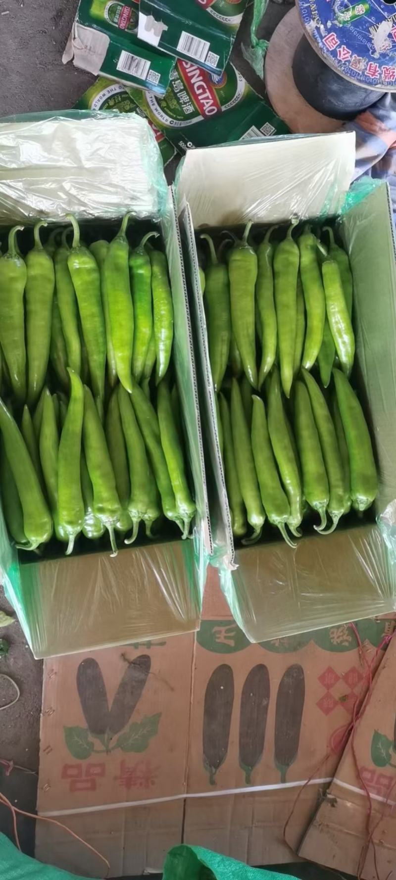热销精品鲜辣椒大量批发发往全国产地直销，欢迎各位老板