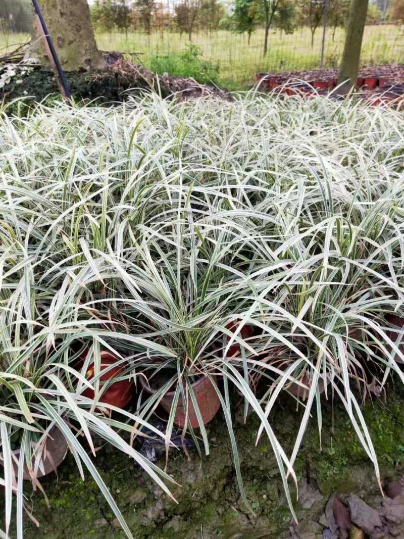 银边草，丽蚌草，银边草基地，四川银边草价格，成都银边草批