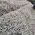 银边草，丽蚌草，银边草基地，四川银边草价格，成都银边草批