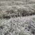 银边草，丽蚌草，银边草基地，四川银边草价格，成都银边草批