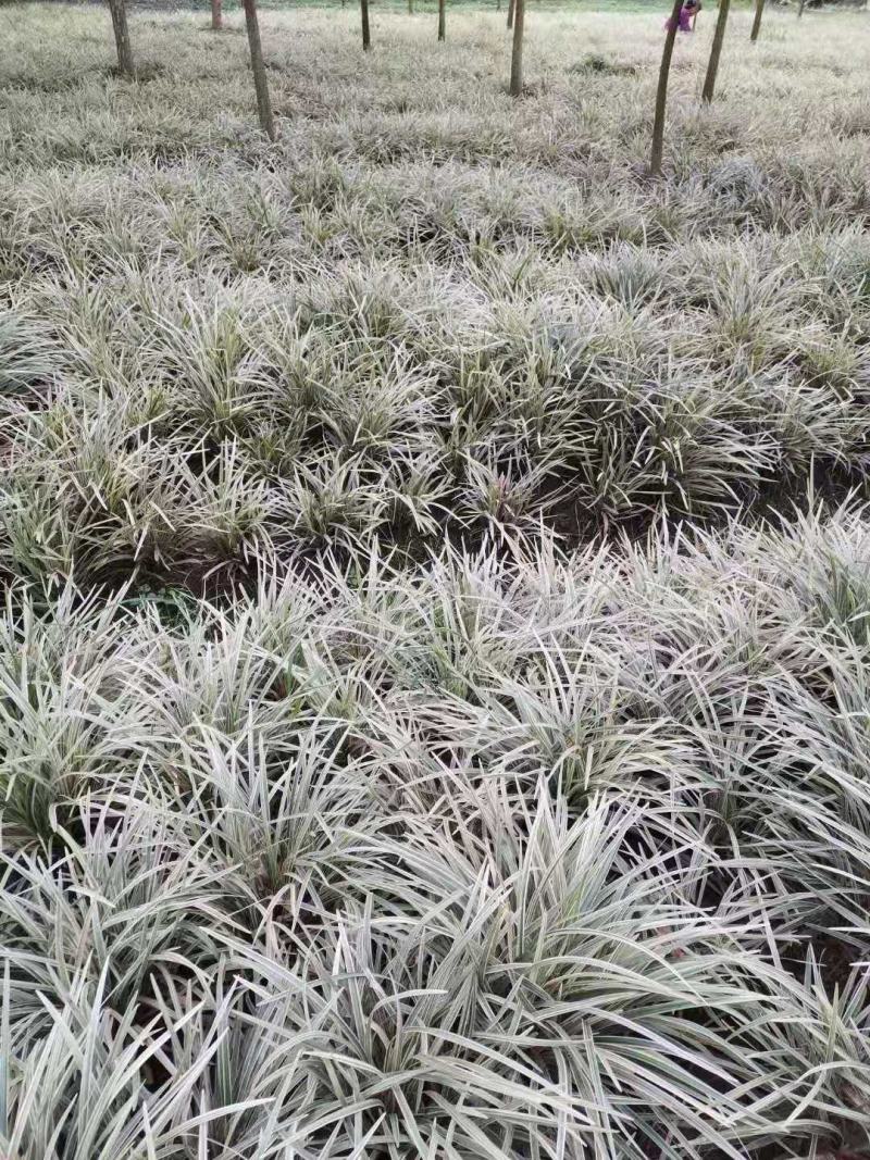 银边草，丽蚌草，银边草基地，四川银边草价格，成都银边草批