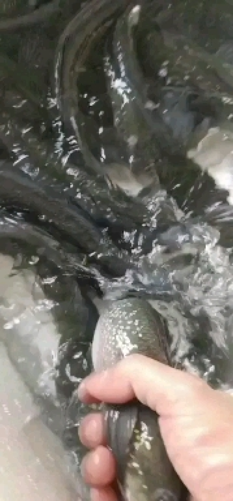 七星鱼，花鱼，食用煮汤，滋补汤料，全年批发，可接代理。