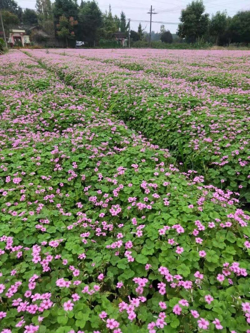 红花醡浆草，醡浆草，四川醡浆草价格，成都醡浆草批发