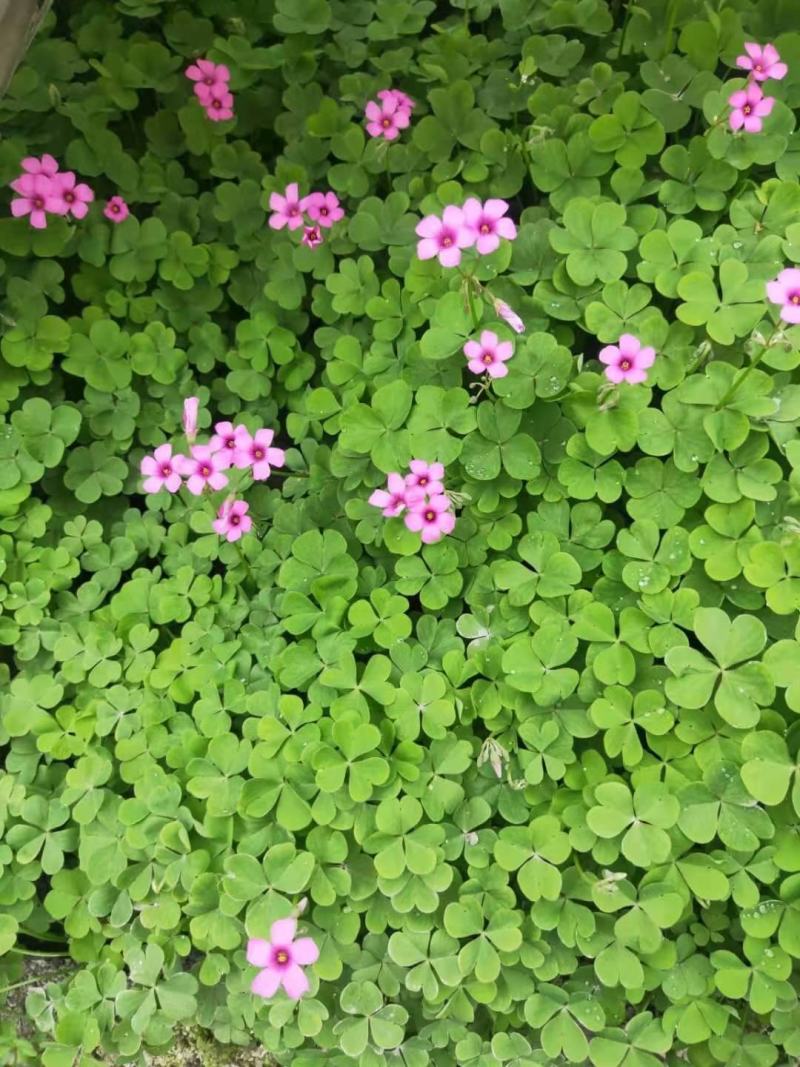 红花醡浆草，醡浆草，四川醡浆草价格，成都醡浆草批发