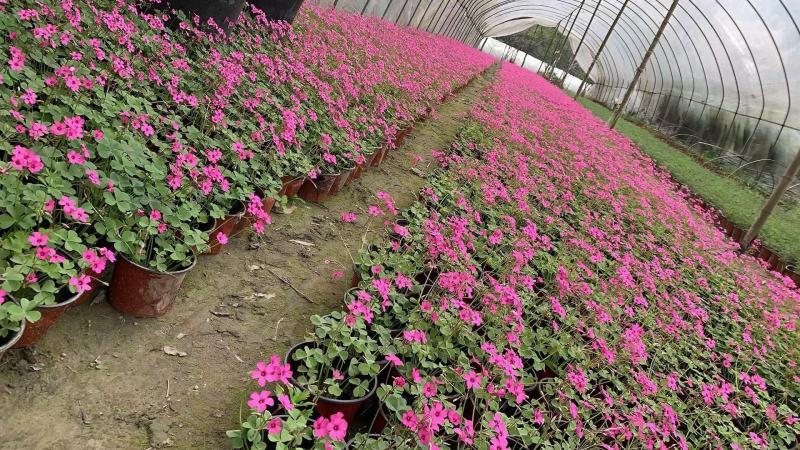 红花醡浆草，醡浆草，四川醡浆草价格，成都醡浆草批发