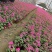 红花醡浆草，醡浆草，四川醡浆草价格，成都醡浆草批发