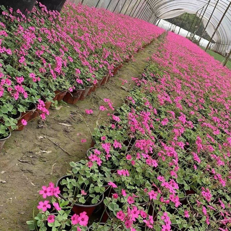 红花醡浆草，醡浆草，四川醡浆草价格，成都醡浆草批发