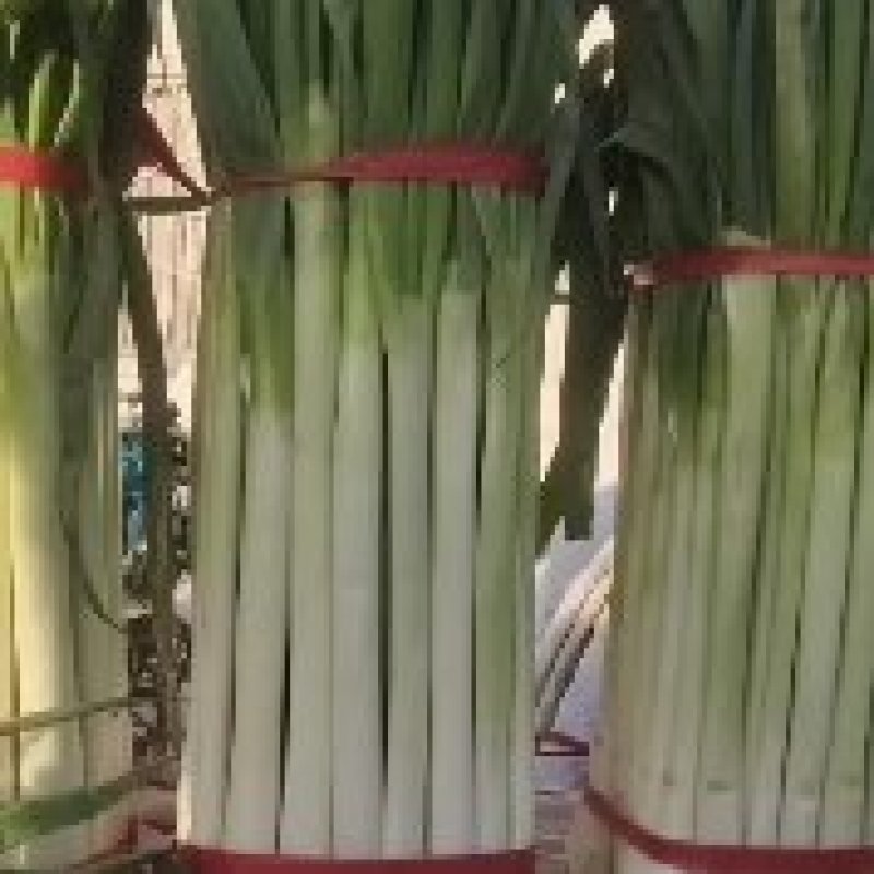 大葱