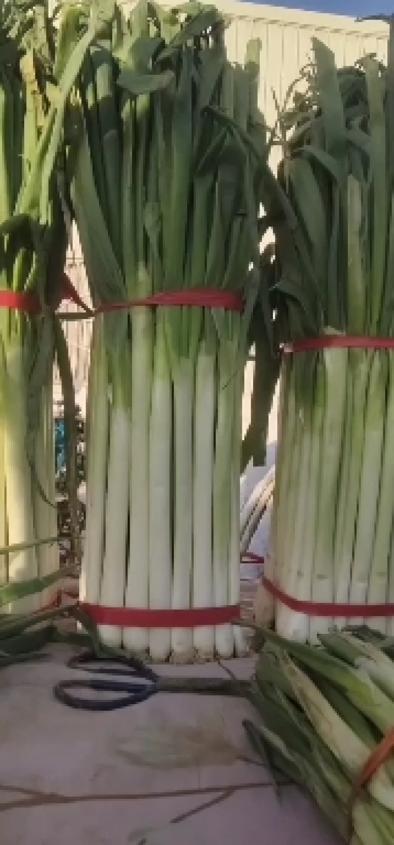 大葱