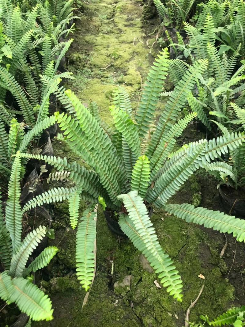 肾蕨，肾厥草，蜈蚣草，四川肾厥价格，成都肾厥批发