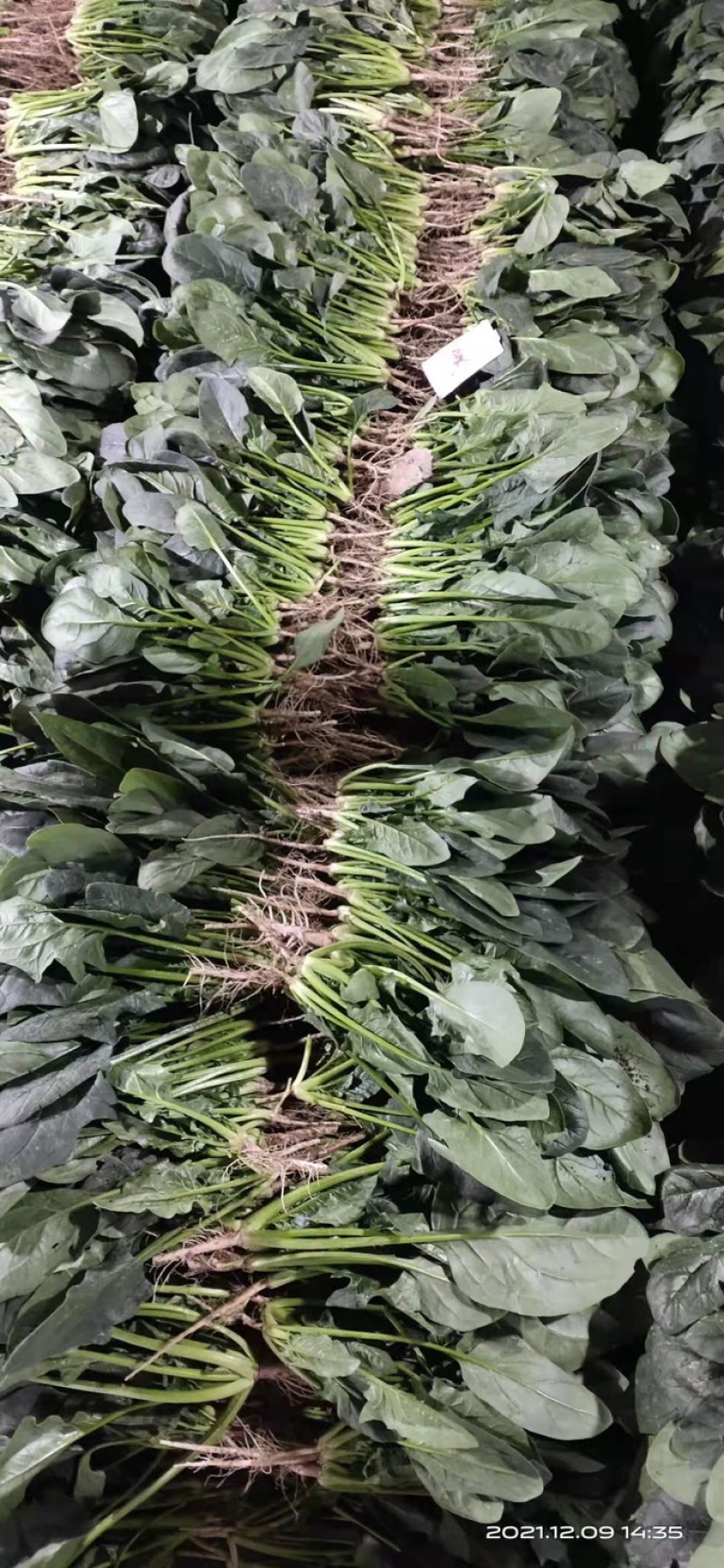 精品菠菜山东大棚蔬菜产地直发高端品质全国发货