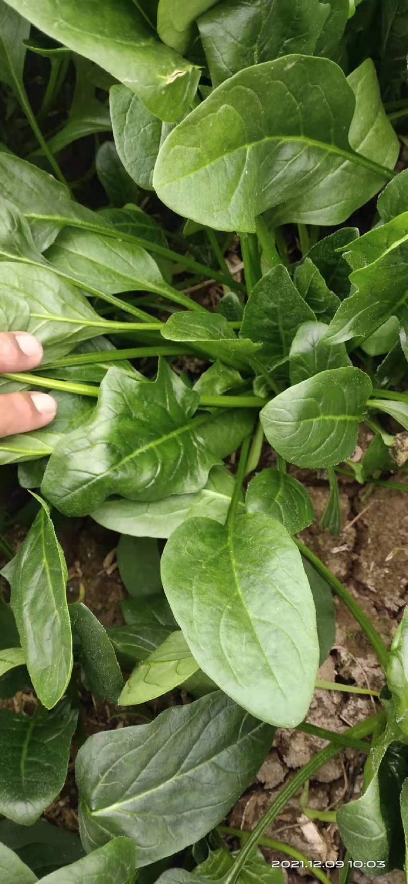 精品菠菜山东大棚蔬菜产地直发高端品质全国发货