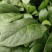 精品菠菜山东大棚蔬菜产地直发高端品质全国发货